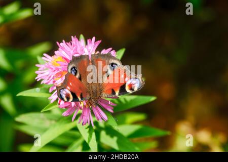 Makro einer getönten Dame Schmetterling auf einer rosa Aster Blume Stockfoto