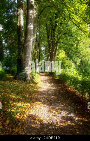 Herbstliche Landschaft mit einer schattigen Gasse und einem Gehweg Stockfoto