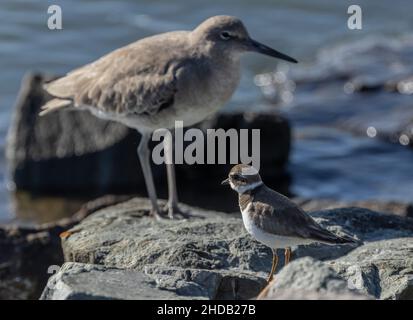 Semipalmatated Plover, Charadrius semipalmatus, mit Willet Beyond. Hochzeitenwelle, Kalifornien. Stockfoto