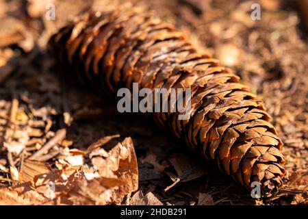 Pinecone auf Waldboden Stockfoto