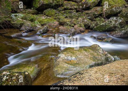 Bach im Wald über moosige Steine Stockfoto