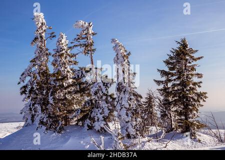 Verschneite Winterbäume im Schnee vor blauem Himmel Stockfoto