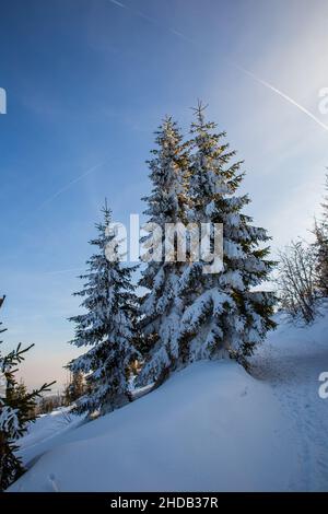 Verschneite Winterbäume im Schnee vor blauem Himmel Stockfoto