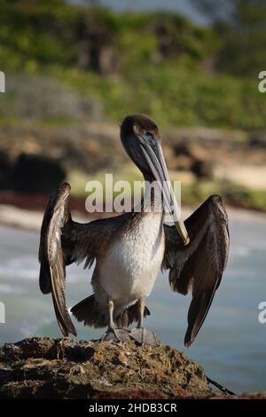 Brown Pelican sonnen sich an einem mexikanischen Strand. Stockfoto