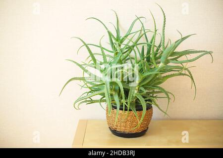 Eingetopfte Aloe Vera Zimmerpflanze auf dem Tisch gegen die beige Wand. Grüne Sukulente Pflanze im Korbtopf im Innenbereich. Viel Grün in der Inneneinrichtung. PlantCare und Home g Stockfoto