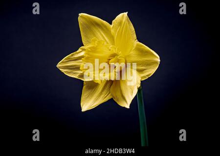 Gelbe Narzissenblüte blüht auf dunklem Hintergrund Stockfoto