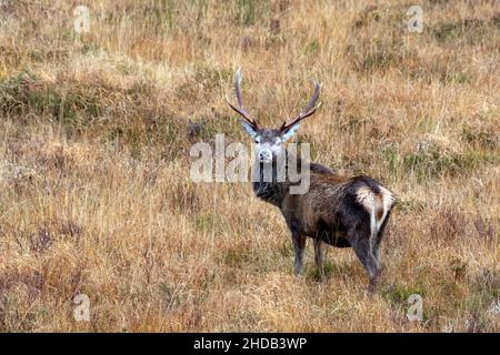 Schottischer Rothirsch-Hirsch (Cervus elaphus scoticus) in den schottischen Highlands. Dieser Hirsch ist etwas kleiner als der Rothirsch in Westeuropa und sein Fell Stockfoto