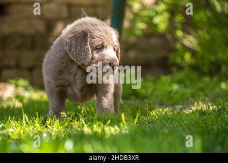 Porträt eines langhaarigen Weimaraner-Welpen mit grauem Fell und leuchtend blauen Augen auf einer grünen Wiese. Stammbaum langhaarige Weimaraner Welpen. Stockfoto