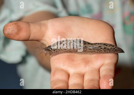 Das Kind hält den Nacktzweig der Schnecke eines Tigers in einer schmutzigen Hand Stockfoto