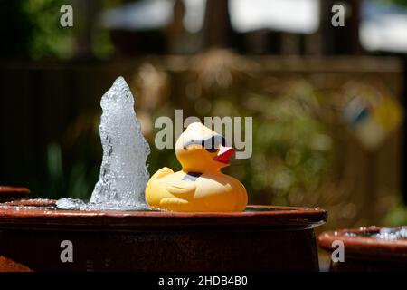 Eine Gummiente genießt die Sonne in einem kleinen Brunnen. Stockfoto