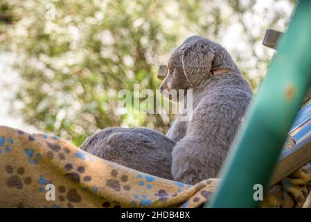 Porträt eines langhaarigen Weimaraner Welpen, der auf der orangefarbenen Hundedecke im Garten schläft. Der kleine Hund hat ein graues Fell. Ahnentafel langhaarig Weimar Stockfoto