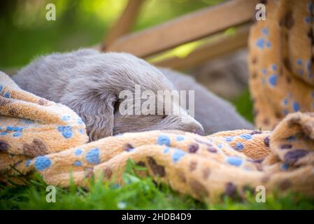 Porträt eines langhaarigen Weimaraner-Welpen mit grauem Fell und leuchtend blauen Augen. Stammbaum langhaarige Weimaraner Welpen. Stockfoto