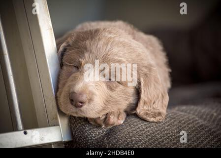 Porträt eines langhaarigen Weimaraner-Welpen mit grauem Fell und leuchtend blauen Augen. Stammbaum langhaarige Weimaraner Welpen. Stockfoto