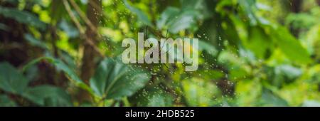 Eine große Spinne mit gelben Streifen auf Spinnennetz im Garten. Spinnengarten-Spinne lat. Araneus Art araneomorph Spinnen der Familie von Orb-Web Stockfoto