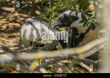 Zwei afrikanische Pinguine, Spheniscus demersus, die sich gegenseitig aufbrüten Stockfoto