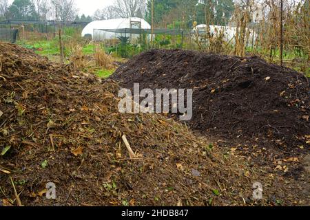 Zwei Haufen Grünmüll-Kompost, die im Vordergrund einen neu hergestellten Haufen gegen ein fertiges Produkt zeigen. Stockfoto