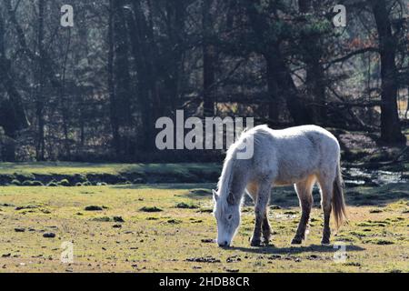 Ein Pony ernährt sich vom Gras im New Forest, Großbritannien. Stockfoto