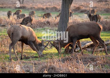 Zwei Red Deer Rut in Bushy Park, Großbritannien Stockfoto