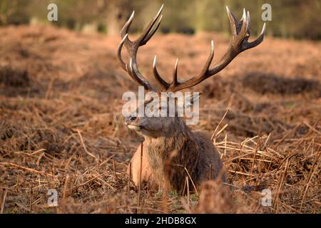 Ein Red Deer Stag liegt im Bushy Park, Großbritannien Stockfoto