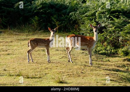 Zwei Brachhirten halten am frühen Morgen des New Forest, Großbritannien, inne. Stockfoto