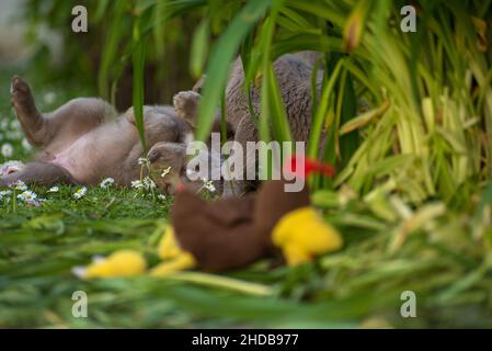 Langhaarige Weimaraner Welpen spielen mit ihren Geschwistern im hohen Gras im Garten mit einem Stofftier. Stammbaum langhaarige Weimaraner Welpen Stockfoto