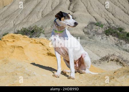 Ein Fuchs Terrier und Zeiger Cross-Mix Rasse Hund, mit Hasel Augen, in der Nähe von blauen Tonabhänge und Kalkstein. Stockfoto