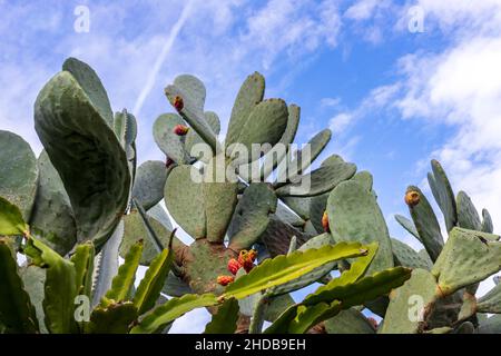 Blick auf verschiedene Kaktusrassen mit Früchten vor dem Hintergrund eines blauen Himmels mit Wolken. Stockfoto