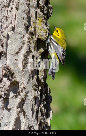 Vogel - Schwarzkehliger Grüner Waldsänger Stockfoto