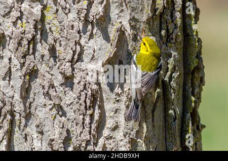 Vogel - Schwarzkehliger Grüner Waldsänger Stockfoto