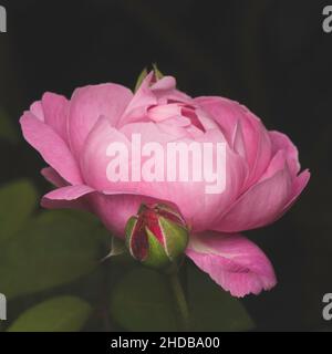Ziemlich blassrosa Rosenkopf und Knospe vor dunklem Hintergrund Stockfoto