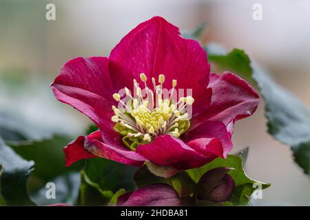 Nahaufnahme einer violetten Weihnachtsrose (Helleborus niger „Pretty Ellen Red“) Stockfoto