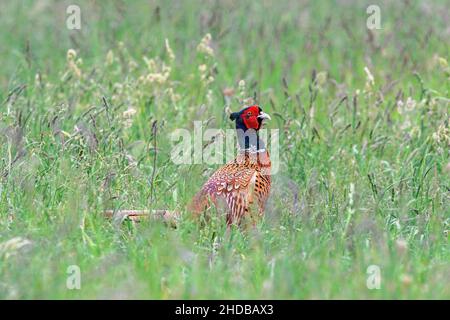 Der männliche, regungslose, im hohen Gras stehende, fasane Mann. Auf der Suche nach Essen. Seitenansicht, Nahaufnahme. Gattungsart Phasianus colchicus. Stockfoto