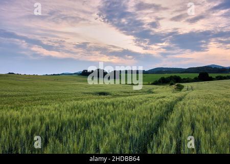 Spring rural landscape with a field in the foreground. Wheat ears. Dramatic sky with clouds in pastel colors. Early evening. Chocholna, Slovakia. Stockfoto