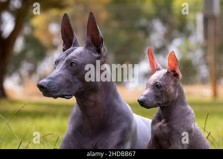 Xoloitzcuintli Mutter und haarloser Welpe Nahaufnahme. Stockfoto