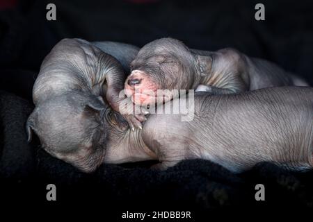 Xoloitzcuintli haarlose Welpen im Alter von 10 Tagen. Stockfoto