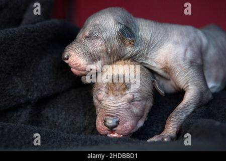 Xoloitzcuintli haarlose Welpen. Stockfoto