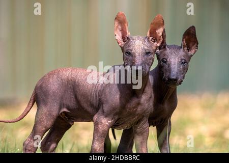 Zwei Xoloitzcuintli haarlose Welpen aus der Nähe. Stockfoto