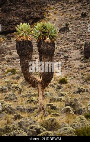 Dendrosenecio kilimanjari. Wunderschöne Natur auf dem Kilimandscharo. Vielfalt der Pflanzen und Vegetation. Wandern in den Bergen. Stockfoto