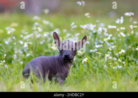 Xoloitzcuintli haarlose Welpen in einem Feld von Gras und Blumen. Stockfoto