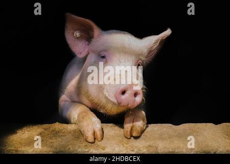 Nahaufnahme eines niedlichen Schweins auf schwarzem Hintergrund Stockfoto