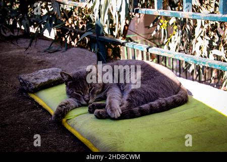 Schöne Katze liegt im Schatten. Tierporträt, Stadt, Nahaufnahme, Tierwelt, Komfort. Stockfoto
