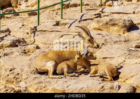 Blick auf Mutter und zwei Kinder Nubian Ibex am Rand des Makhesh (Krater) Ramon, in der Negev-Wüste, Süd-Israel Stockfoto