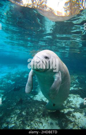 Seekühe heißen Quellen Crystal River, Trichechus, Florida USA Stockfoto