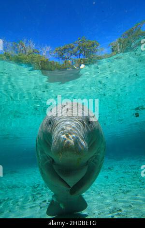 Seekühe heißen Quellen Crystal River, Trichechus, Florida USA Stockfoto