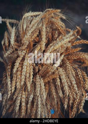 Viele reife Weizenspikelets, Nahaufnahme. Reife Cerealien. Stockfoto