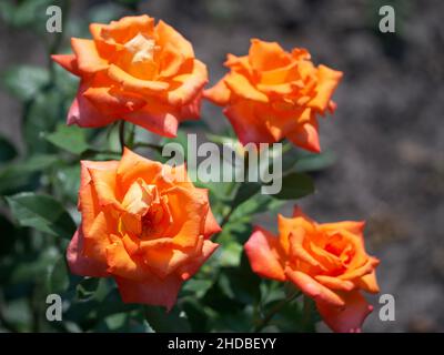 Vier orangefarbene Rosen an einem sonnigen Tag. Rosenblüten aus nächster Nähe. Stockfoto