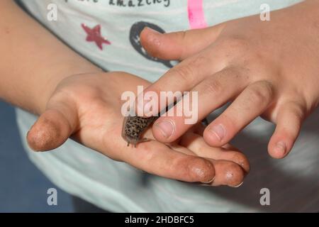 Das Kind hält den Nacktzweig der Schnecke eines Tigers in einer schmutzigen Hand Stockfoto