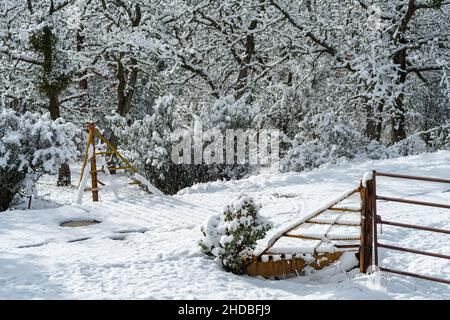 Viehwache im Schnee. Oregon, Ashland, Cascade Siskiyou National Monument, Winter Stockfoto