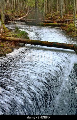Waldwunder. Der ruhige Waldbach ist mit einem gerippten Kreuzmuster aus Schaum bedeckt, Wasserstraße wie eine weiße Straße. Northland Urwald, Bosom Stockfoto