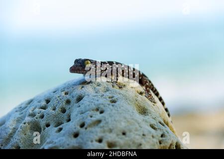 Grauer Toki Gecko (Gekko Gecko) auf dem Felsen von Thailand. Nahaufnahme, Methode der Bauchatmung ist deutlich sichtbar, adaptive Veränderungen Farbe der Haut Stockfoto